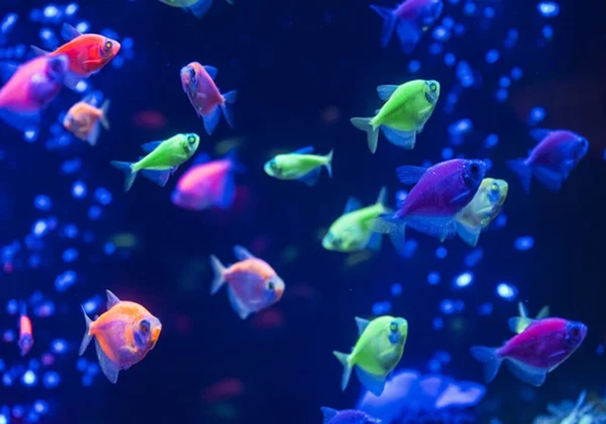 Es veuen peixos de colors nadant